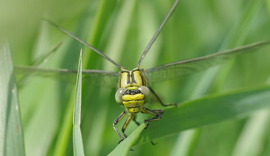 Green and Black Dragon Fly on the Grass Photography, close-up HD wallpaper