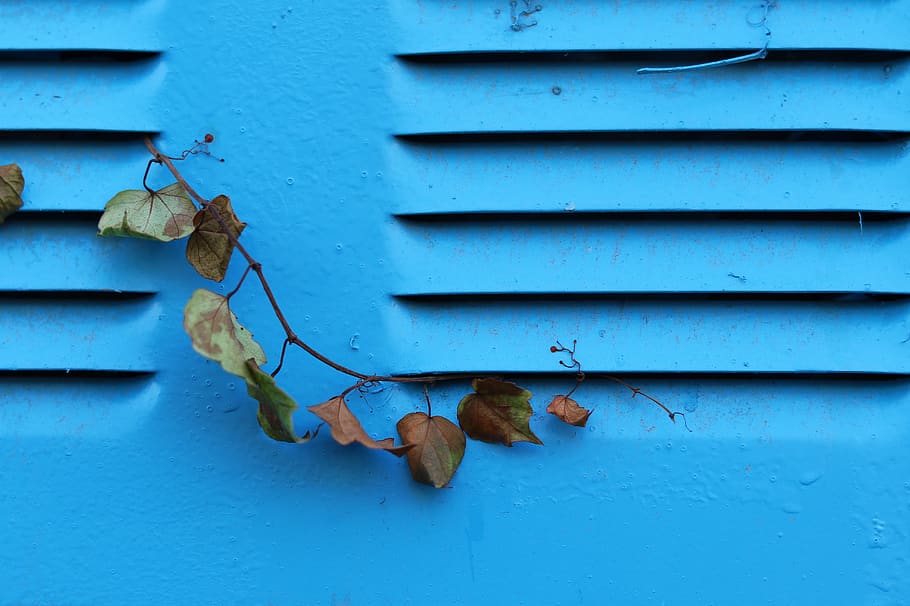 plant, leaf, wall, ivy, home decor, window, handrail, banister HD wallpaper