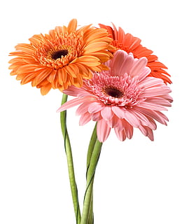 gerbera, flower, background, white, closeup, isolated, decoration HD wallpaper