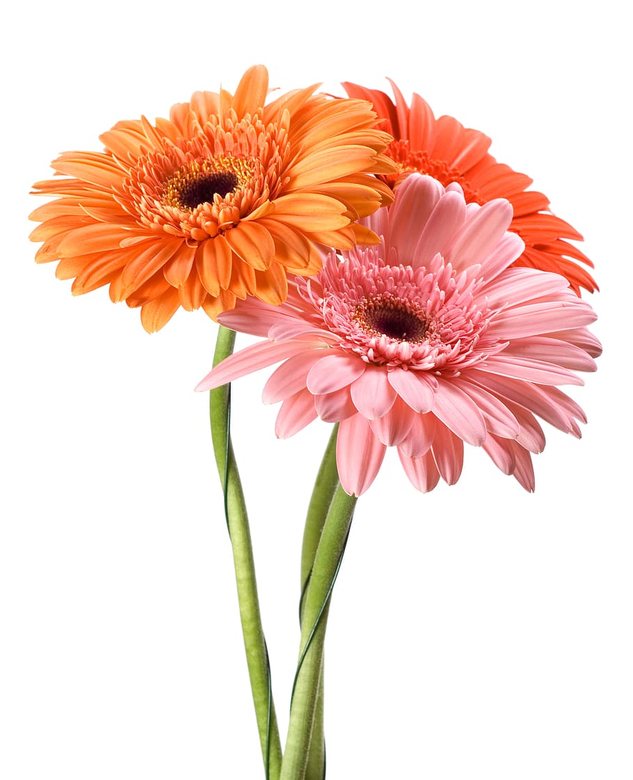 Red And Pink  Yellow Christmas And Home Decor Decorative Gerbera Flower  Pack Size Standard