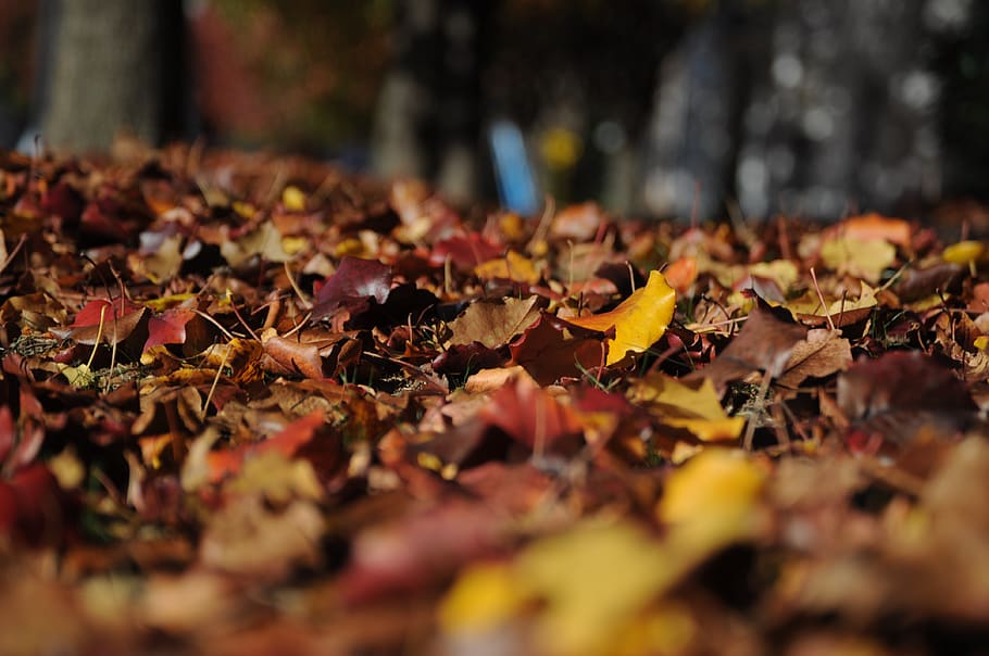 Brown and Red Dried Leaves on Brown Soil, dry leaves, foliage HD wallpaper