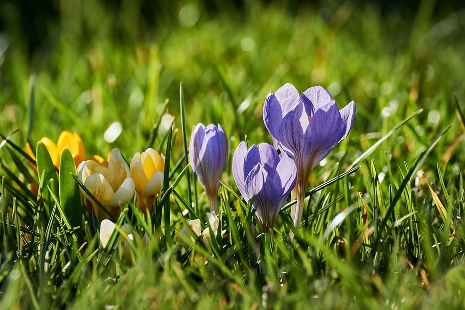 spring, flowers, nature, blossom, bloom, plant, flora, yellow HD wallpaper
