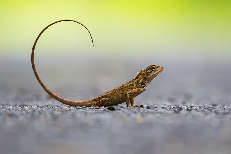 brown lizard photography, tail, stone, curl, reptile, outdoors HD wallpaper