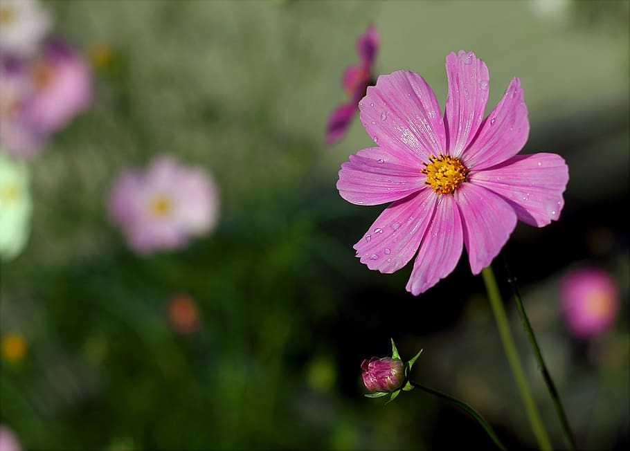 Purple Petaled Flower, bloom, blooming, blossom, cosmos, flora HD wallpaper