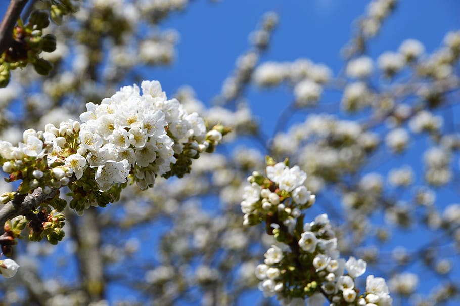 tree, flower, white, spring, branch, bud, fulfillment, botany HD wallpaper