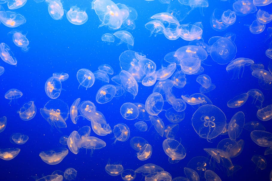 underwater photography of jellyfish, jellyfish background, aquarium, HD wallpaper