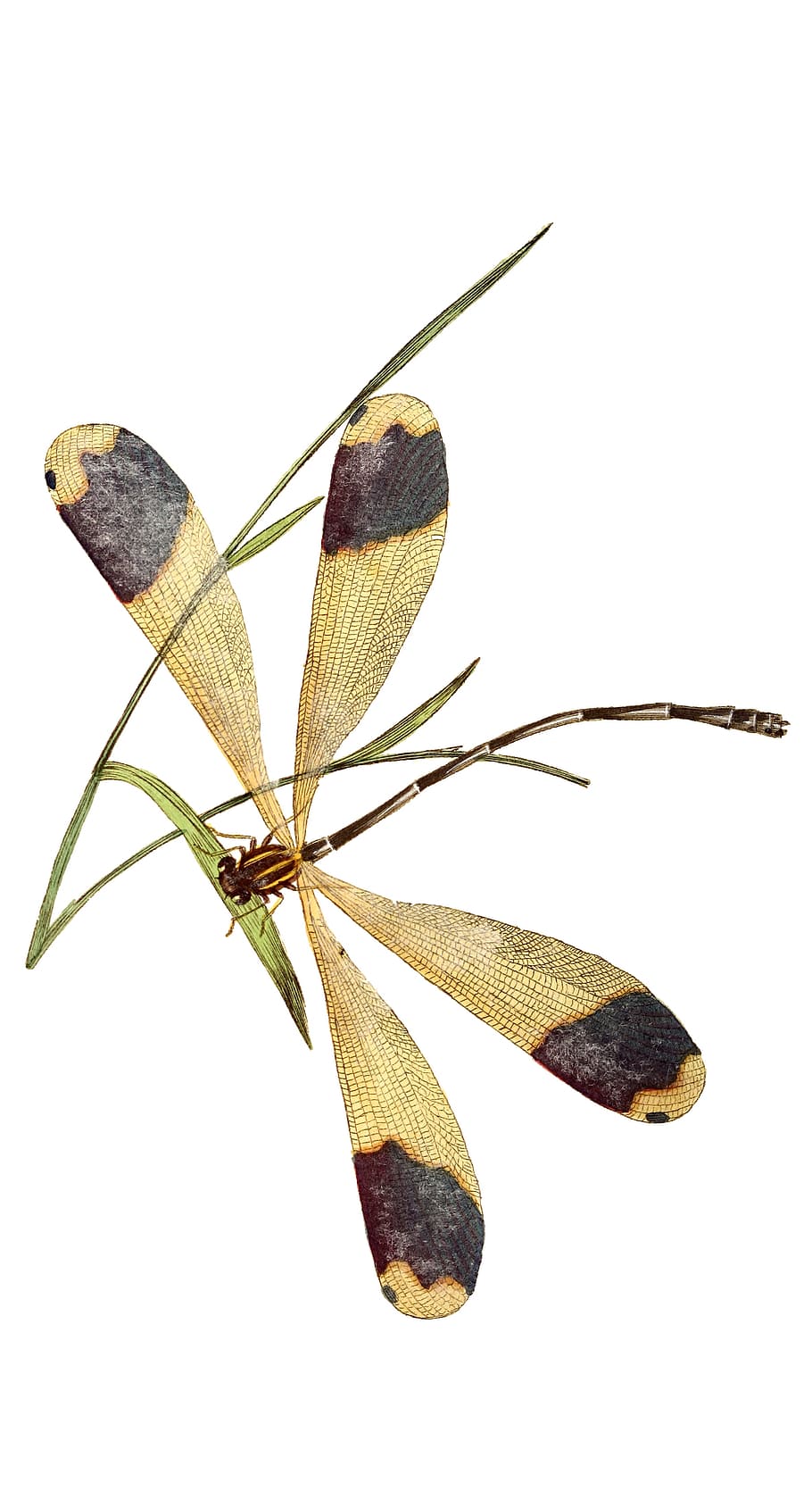 Dragonfly, nature, insect, graphics, white background, studio shot HD wallpaper