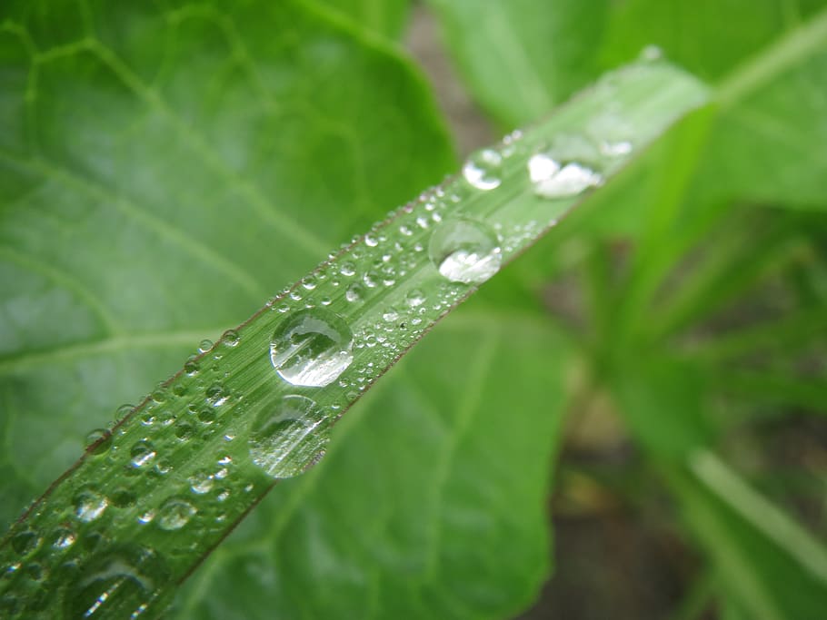 bangladesh, godenail, chowdhury bari, winter, drop water, grass, HD wallpaper