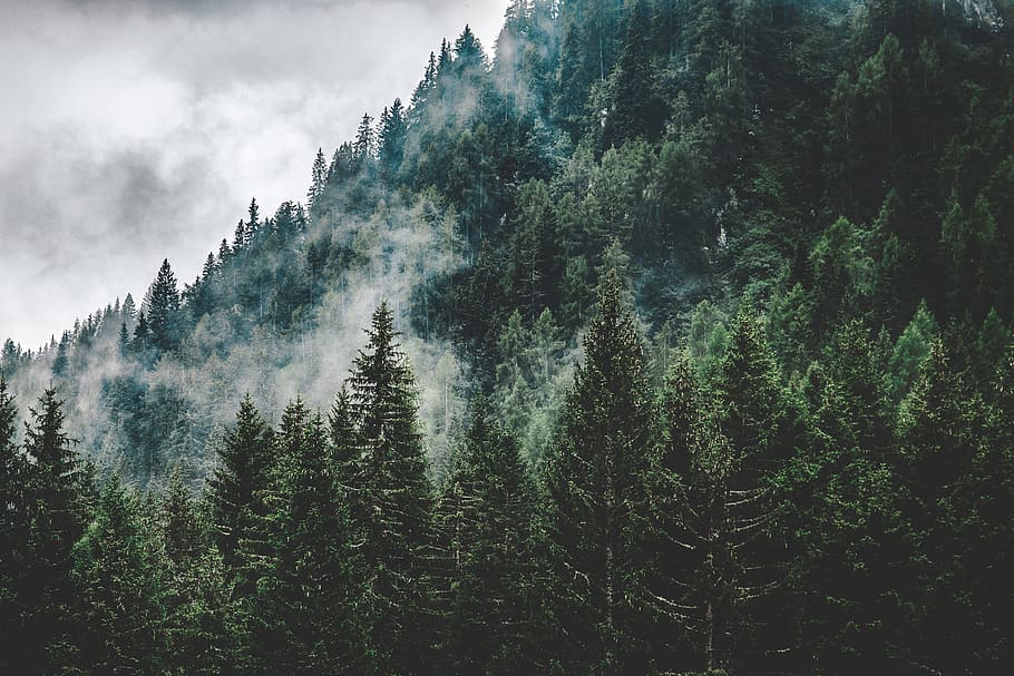 green trees under white cloudy sky, plant, beauty in nature, growth HD wallpaper