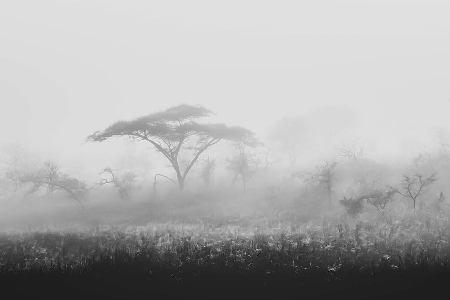forest covered with mist, nature, weather, outdoors, fog, tree HD wallpaper