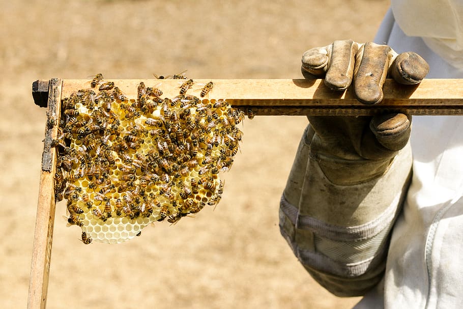 person holding beehive, invertebrate, insect, animal, honey bee HD wallpaper