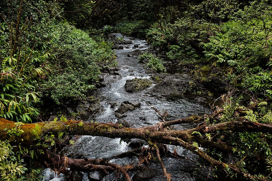 green, plants, trees, nature, river, stream, water, wood, moss HD wallpaper
