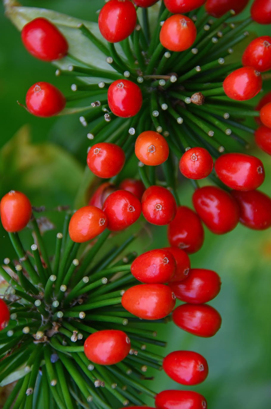 berry, red berry, berry plant, autumn, red fruits, mature, nature, HD wallpaper