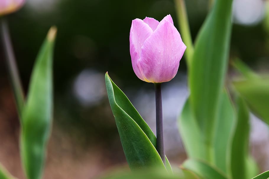tulip, spring, flowers, nature, garden, plants, pink, flowering HD wallpaper