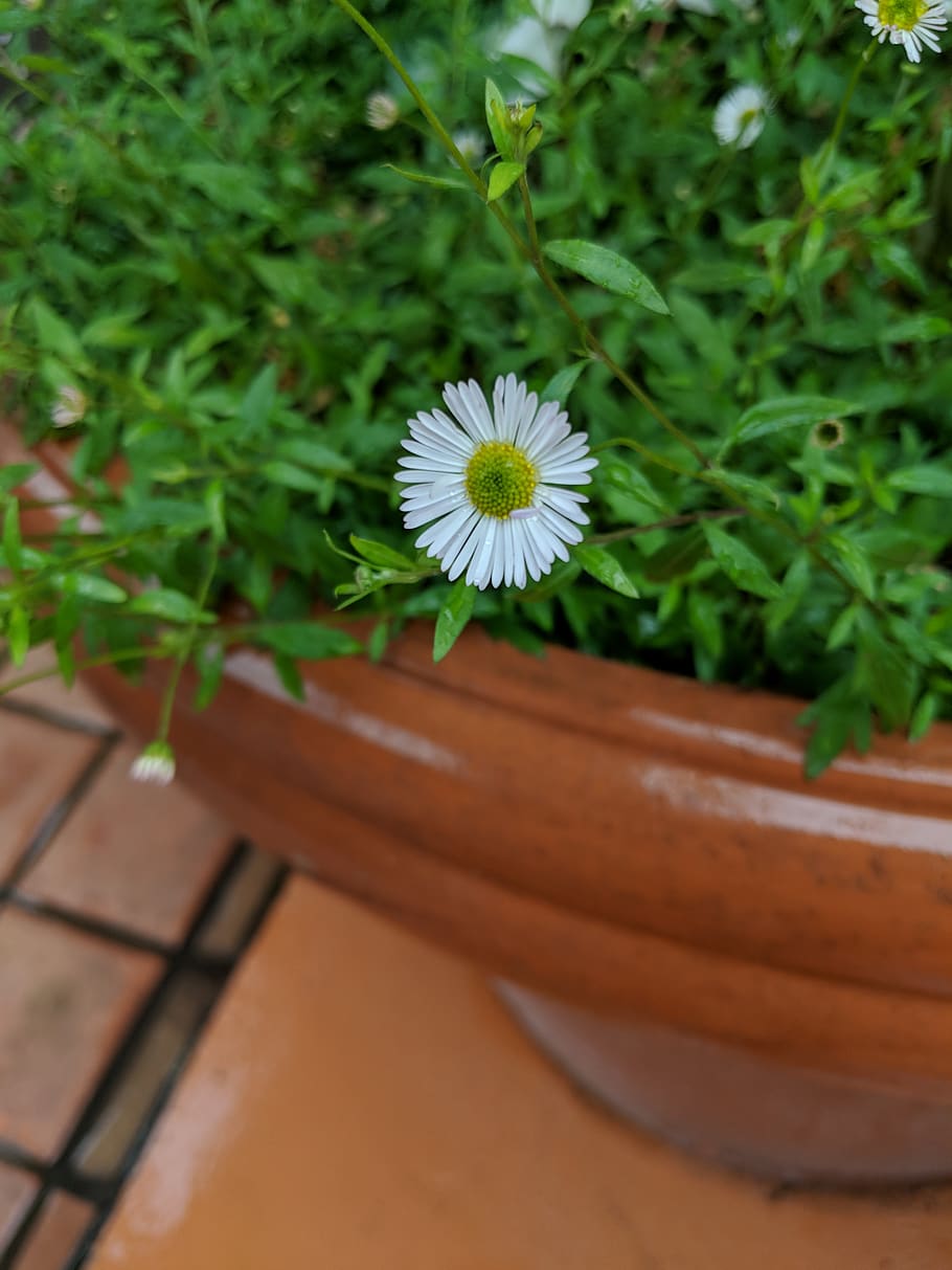 united states, monterey, plant, flower, flowering plant, freshness HD wallpaper