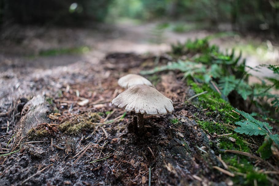 autumn, mushroom, forest, moss, nature, green, fungus, vegetable HD wallpaper