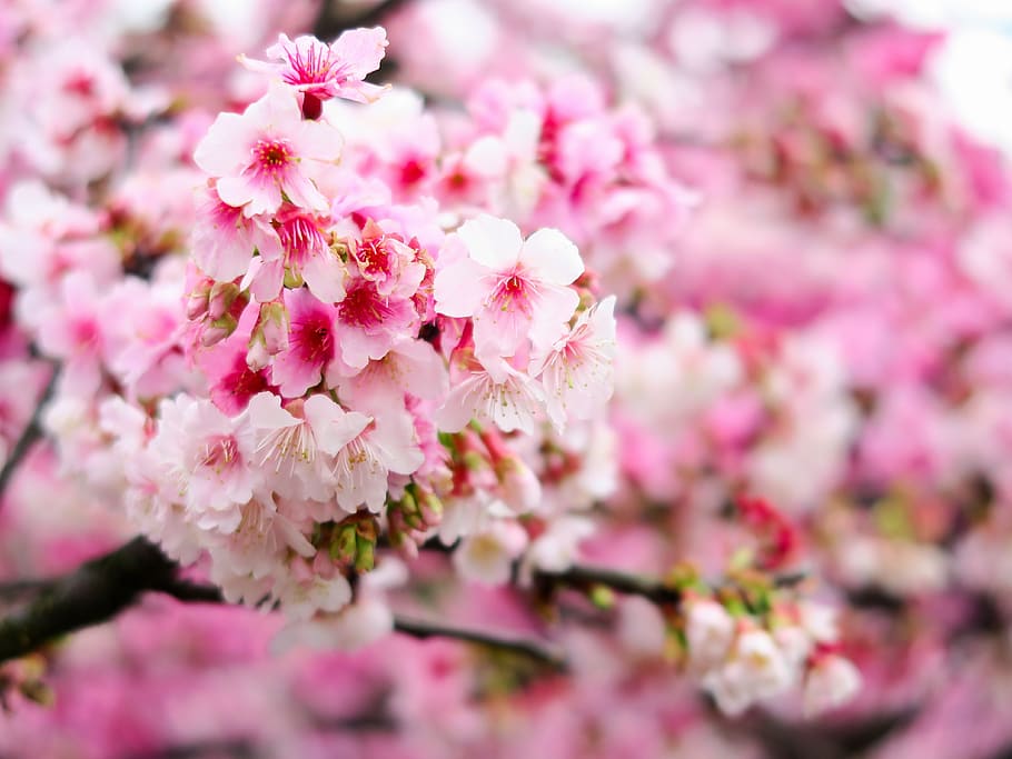 plant, flower, cherry blossom, flowering plant, pink color HD wallpaper