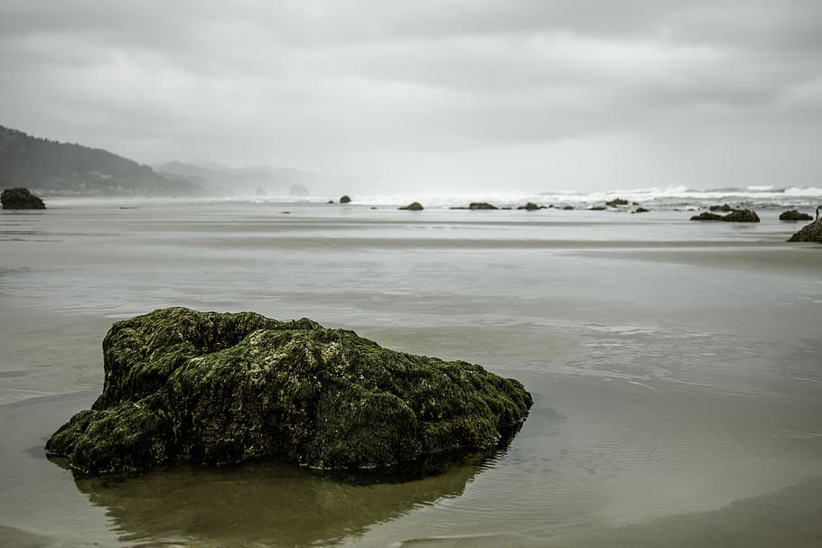 plant, algae, rock, cannon beach, moss, vegetation, outdoors HD wallpaper