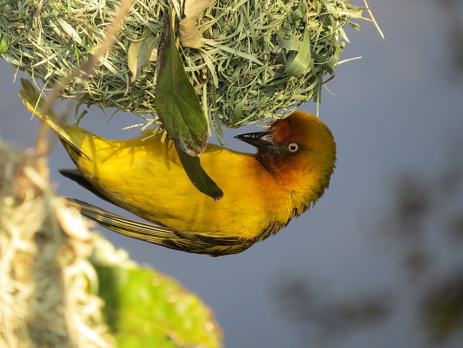 animal, bird, botanical garden, canary, bird nest, male cape weaver