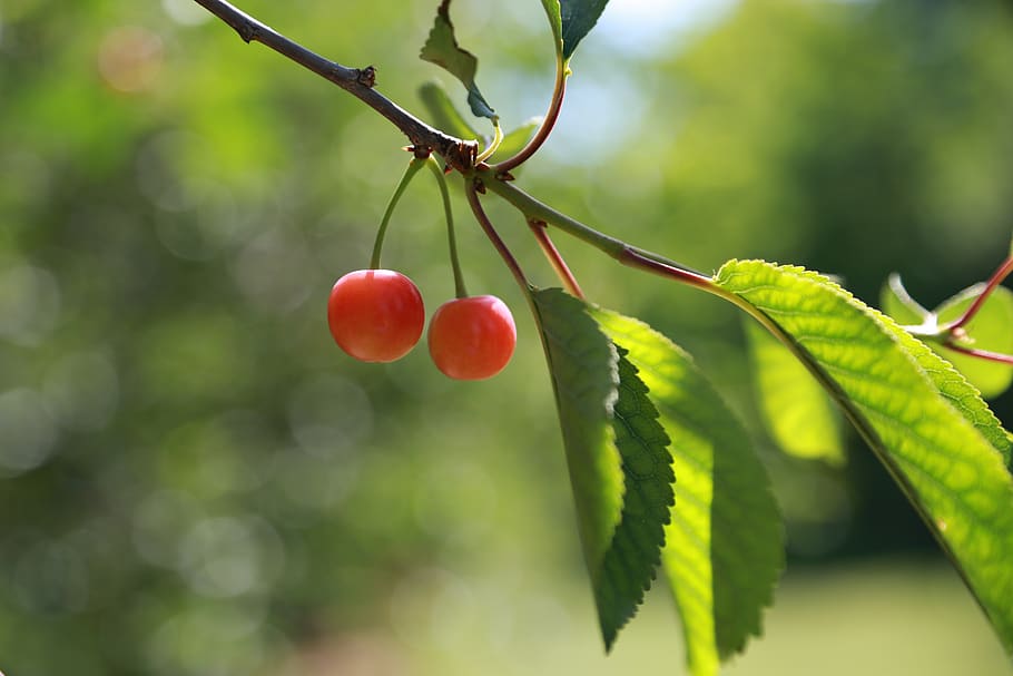 cherry, fruit, red, nature, fresh, plant, food and drink, growth HD wallpaper