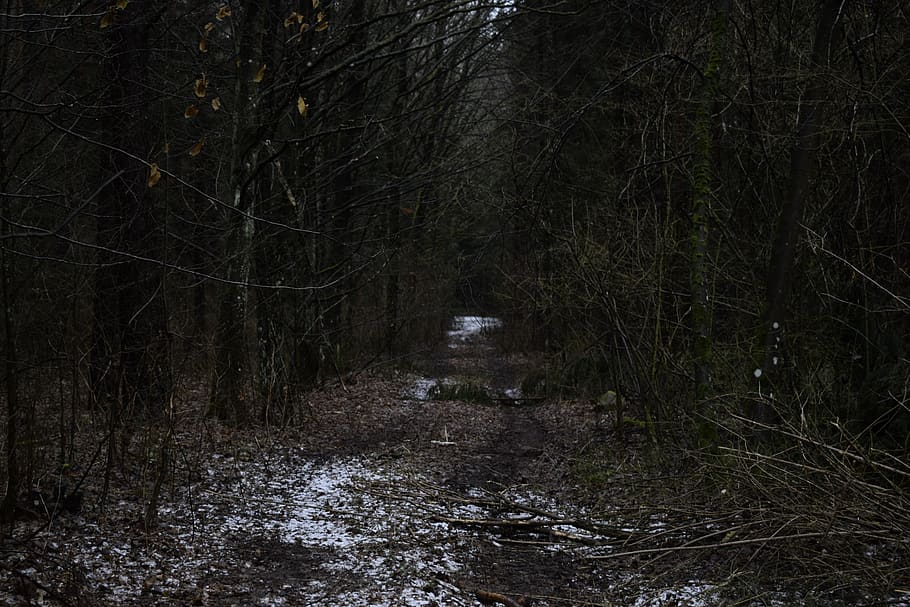 poland, trees, forest, dark place, alone, winter, plant, no people HD wallpaper