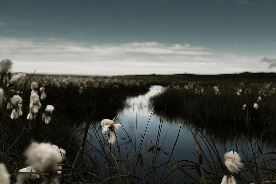 grass, flower, field, farm, outdoor, nature, cloud, sky, lake HD wallpaper