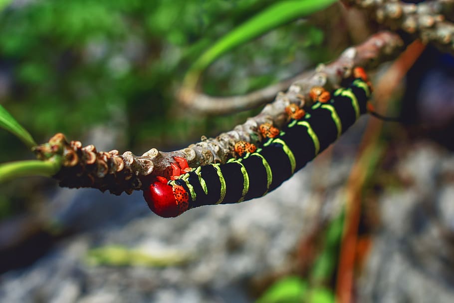 HD wallpaper: worm, nature, animal, branch, black, red, yellow stripes