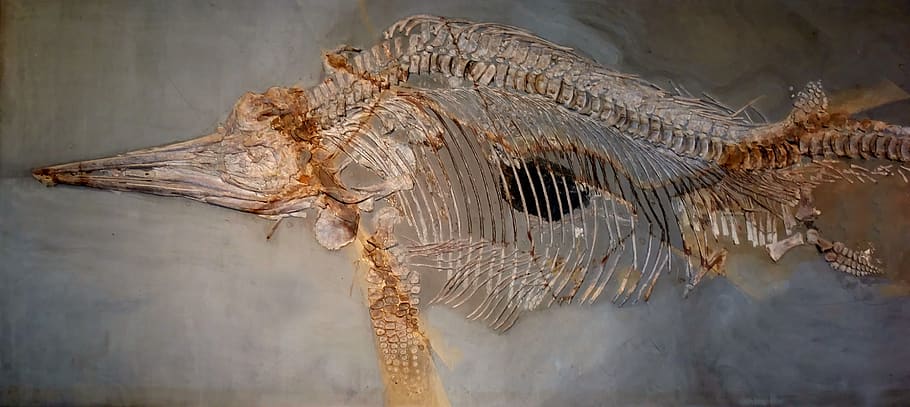 ichthyosaurs, dinosaur, petrification, museum, fossil, prehistoric times HD wallpaper