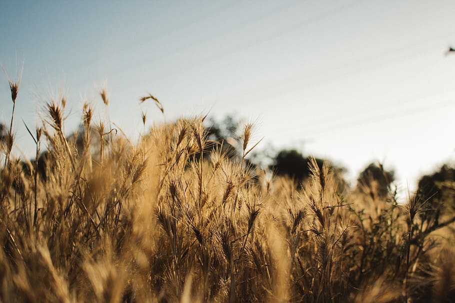 wheat field, food, vegetable, produce, plant, flora, grain, grass HD wallpaper