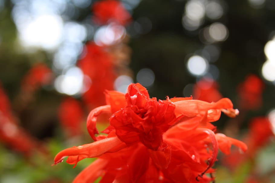 flower, nature, red, flowering plant, close-up, freshness, growth HD wallpaper