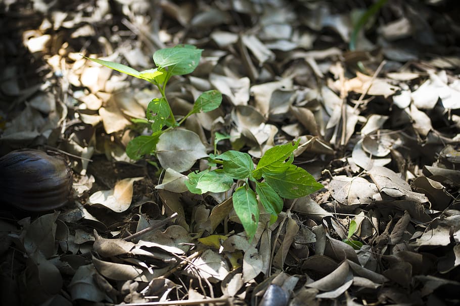 plant part, leaf, nature, growth, day, no people, land, green color HD wallpaper