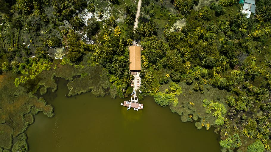 green tree aerial shot, brid, mangroofe, maldives, hut, sun, lake HD wallpaper
