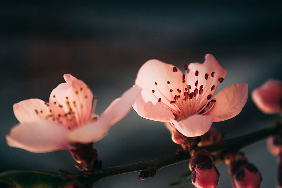 pink cherry blossom flowers, plant, human, person, pollen, petal HD wallpaper