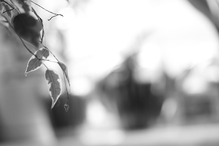 focus on foreground, close-up, plant, day, selective focus HD wallpaper