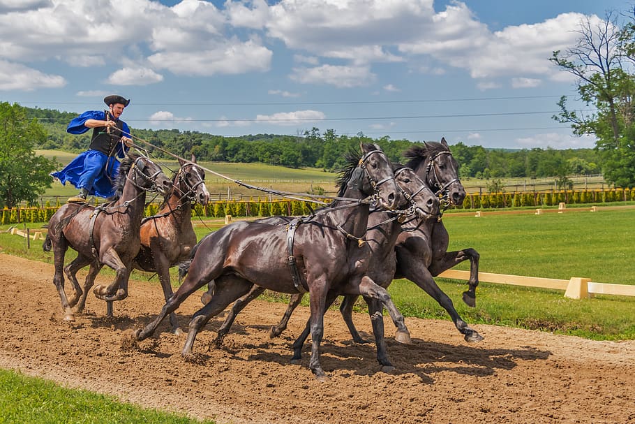 Person in Blue Dress Standing on 2 Horse Following 3 Horse during Daytime HD wallpaper