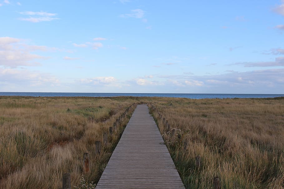 sylt, kampen, dune landscape, web, the wadden sea in the background HD wallpaper