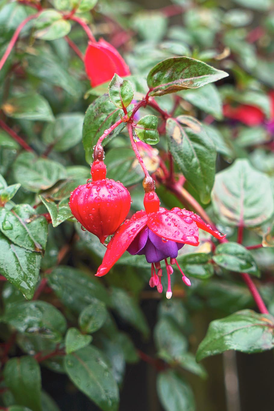 united states, houston, plant, growth, freshness, beauty in nature HD wallpaper