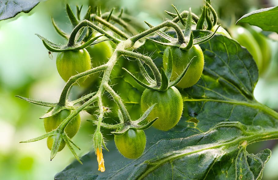 tomato, green, veg, vegetable, fresh, ripe, fruit, food, nature HD wallpaper
