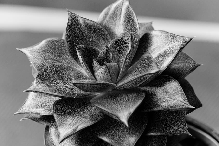 china, mudanjiang, close-up, flower, plant, leaf, beauty in nature HD wallpaper