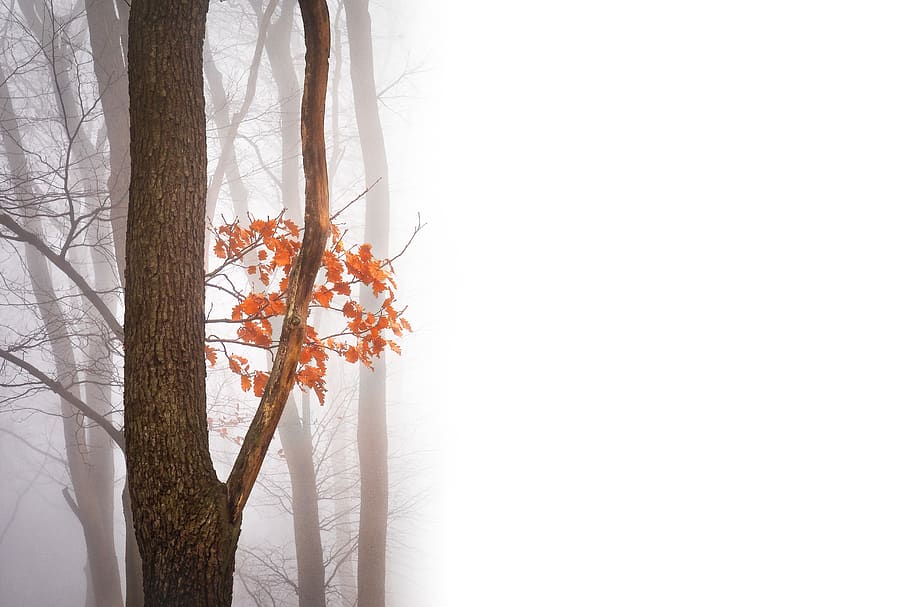 trees covered with thick fog, plant, no people, winter, copy space HD wallpaper