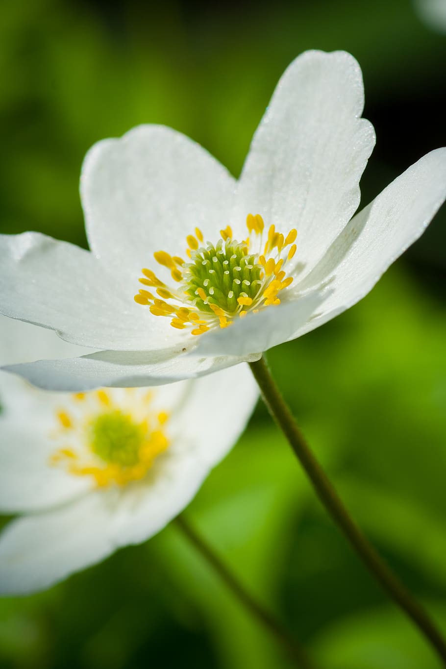 flower, spring, close-up, macro, green, white, yellow, anemone HD wallpaper