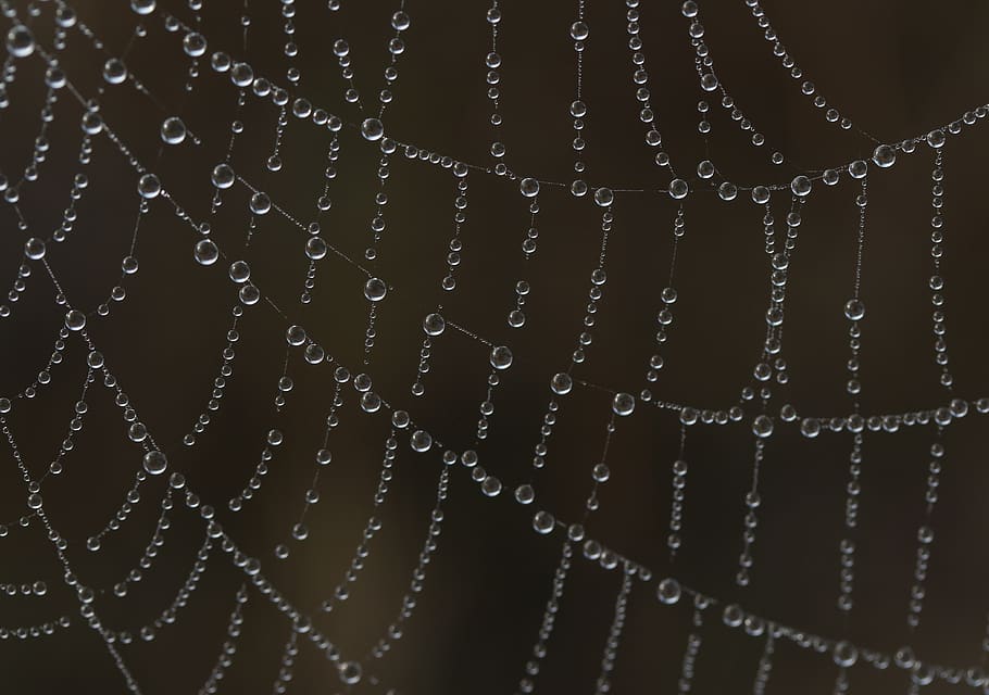 spider web, drops, water, dew, in the morning, nature, macro HD wallpaper