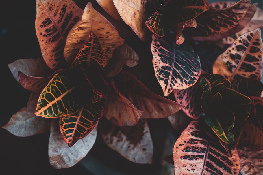 Photo Of A Plant, leaf, plant part, leaves, close-up, nature HD wallpaper