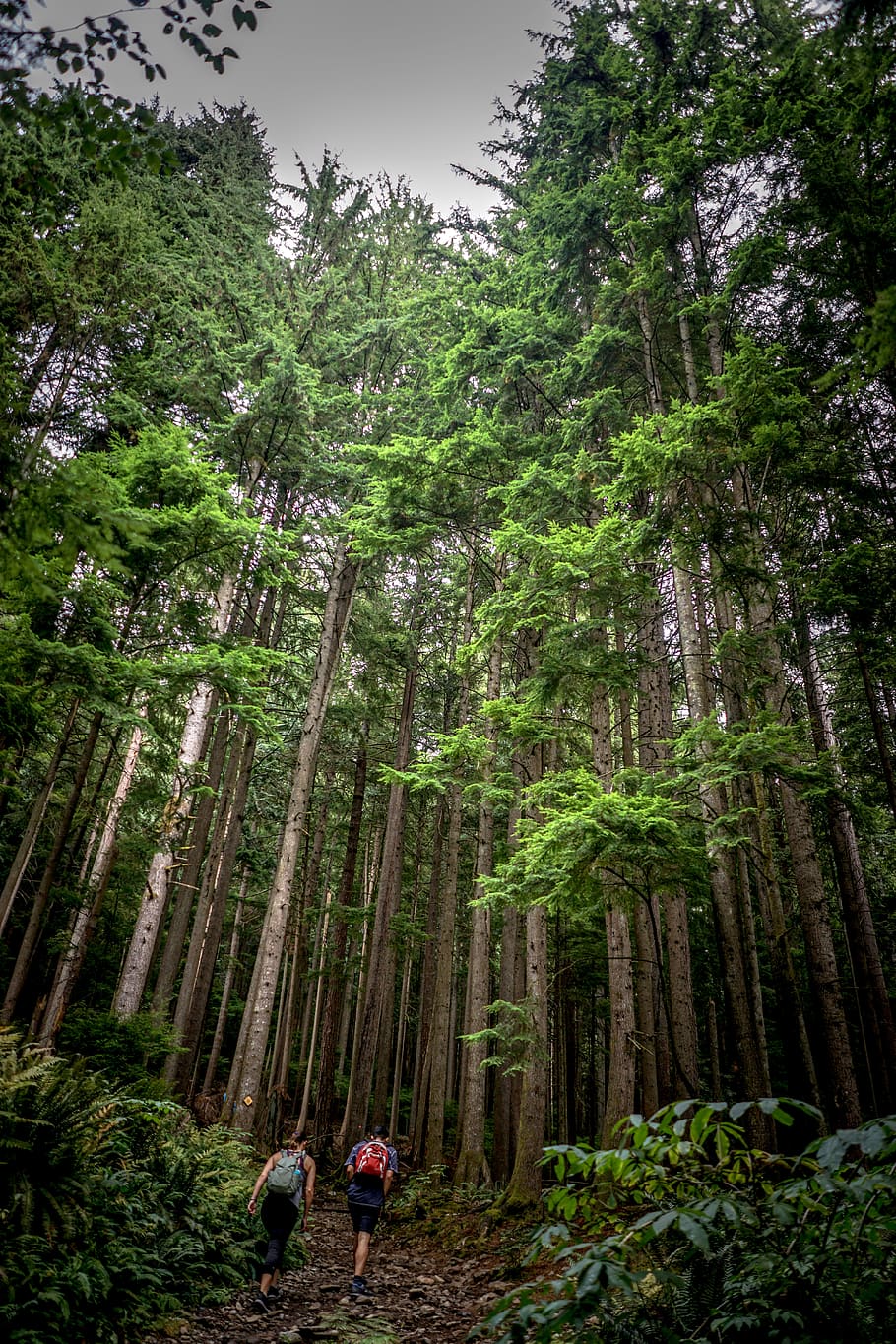 two persons walking inside forests, tree, redwood, plant, flora HD wallpaper