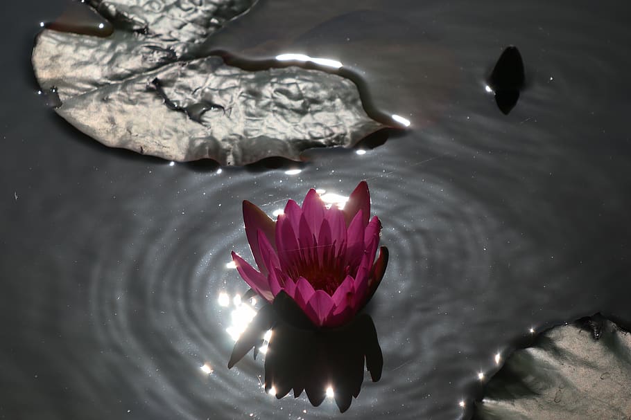 china, zhuhai, water, flower, beauty in nature, flowering plant HD wallpaper