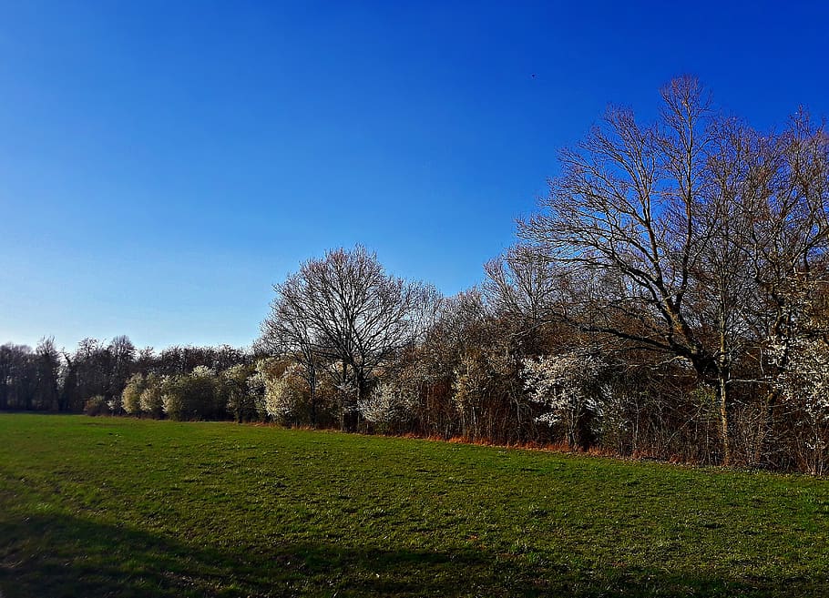 landscape, spring, field, flowers, nature, green, sky, tree HD wallpaper
