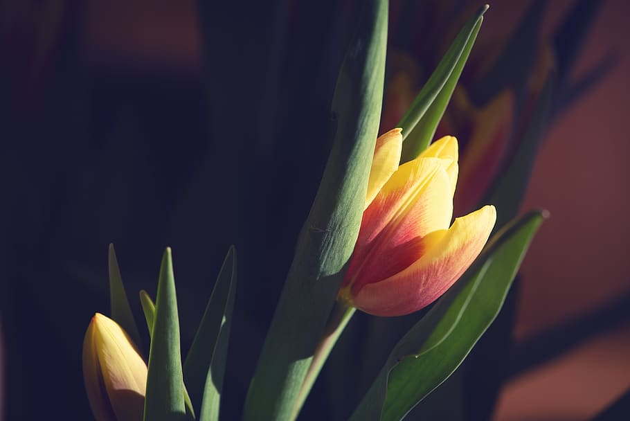 tulip, yellow, red, orange, flower, blossom, bloom, schnittblume HD wallpaper