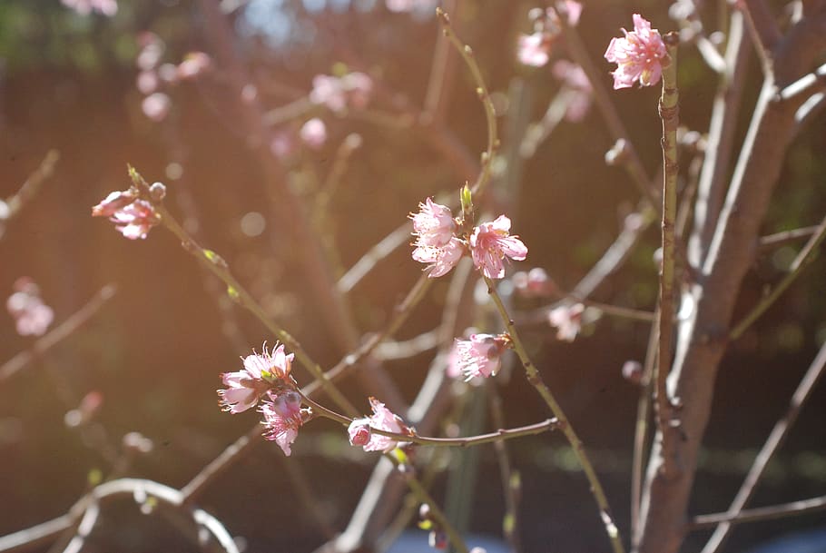 nature, flowers, pink, light, blossom, flowering plant, beauty in nature HD wallpaper