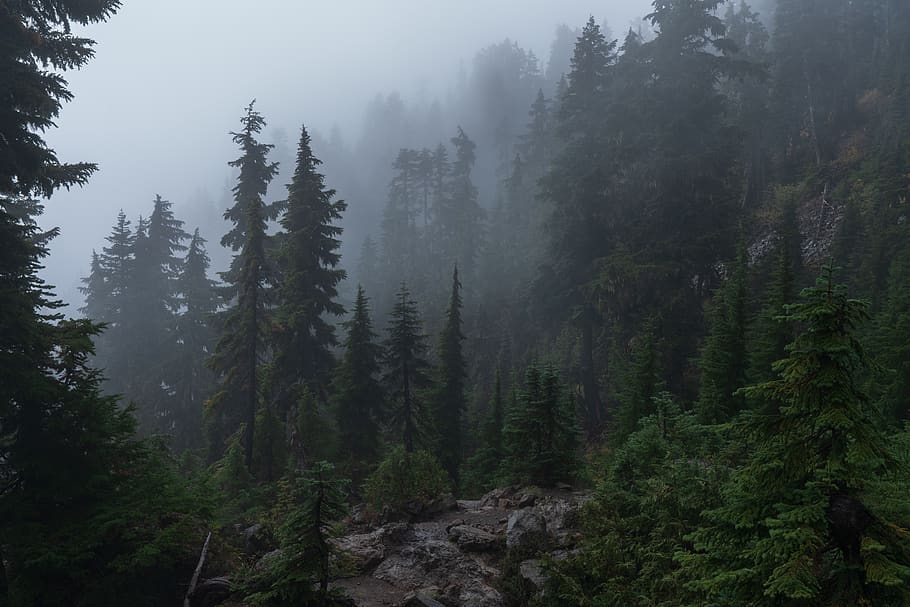 green tree field, forest, fog, mount ellinor, united states, plant HD wallpaper