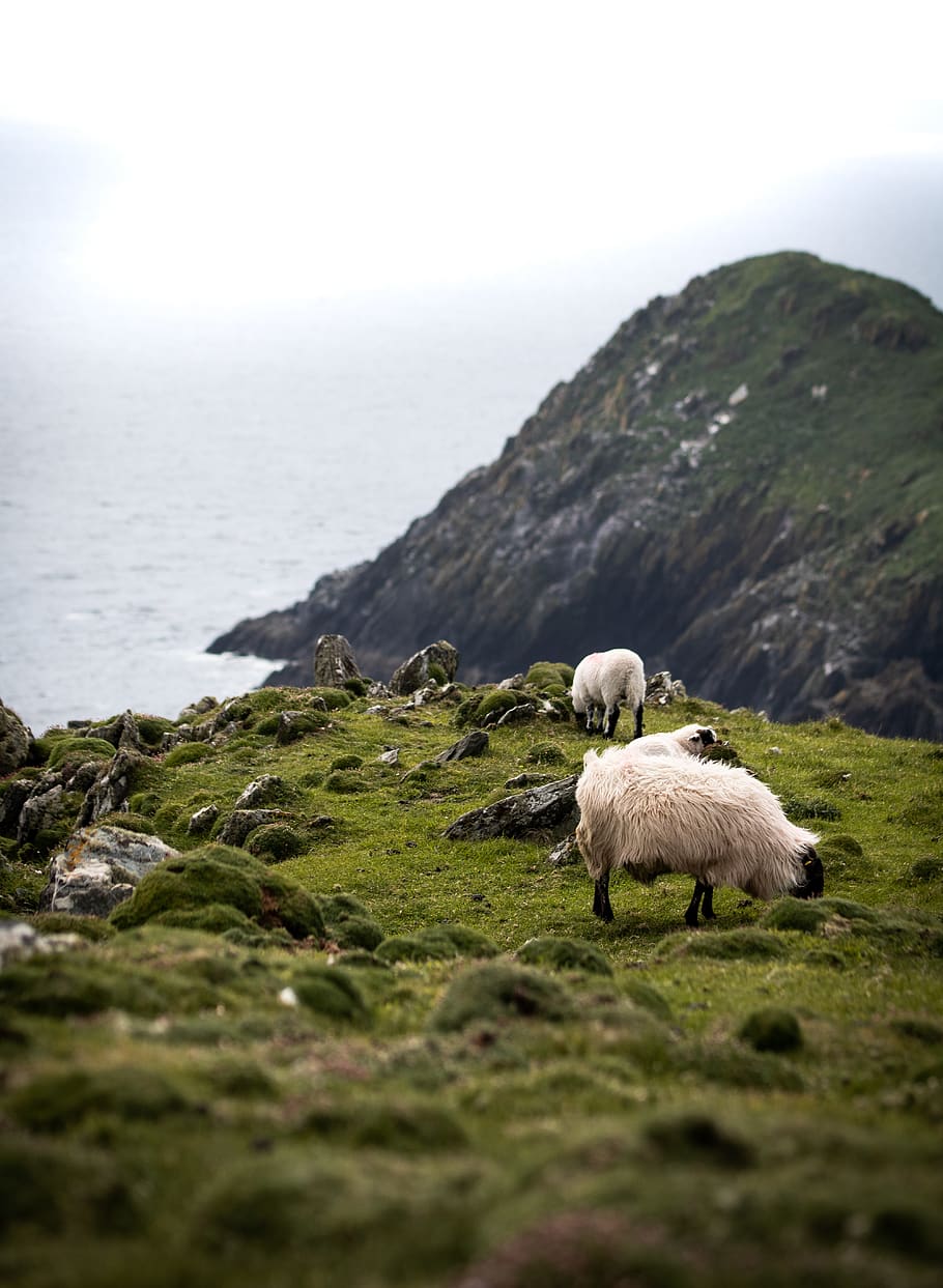 white sheep, water, sea, beauty in nature, animal, vertebrate HD wallpaper